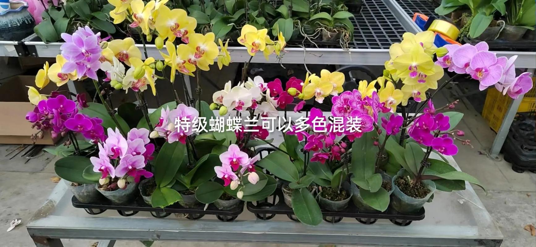 重点推荐.广州绿美园林科技重点推荐系列#爱生活 #生活不辜负